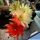 Chamaecereus hybrid cv. ARLEQUIN
