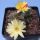 Chamaecereus hybrid cv. ARLEQUIN