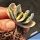Gasteria cv. FUJI YUKI