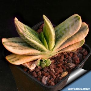 Gasteria cv. FUJI YUKI