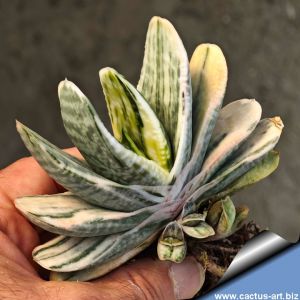 Gasteria cv. FUJI YUKI