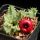 Huernia humilis hybrid