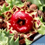 Huernia humilis hybrid