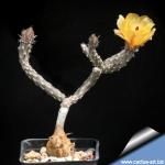 Pterocactus kuntzei