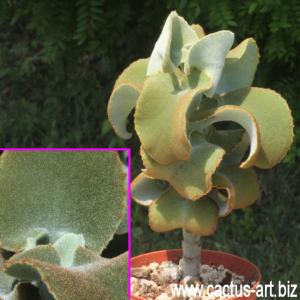 Kalanchoe beharensis (Pot Ø 10 cm)