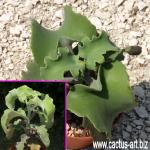 Kalanchoe beharensis cv. nuda