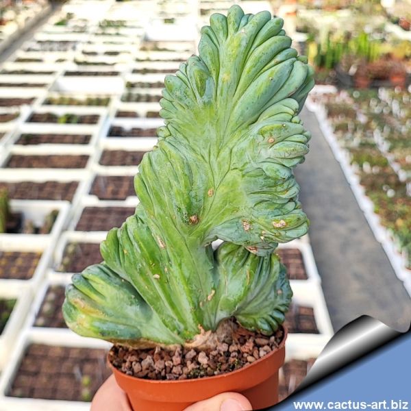 CACTUS ART NURSERY Catalogue index