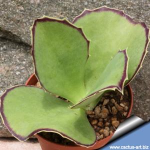 Kalanchoe synsepala