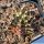 Gymnocalycium mihanovichii f. variegata (Hibotan Nishiki) Ex Thayland