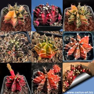 Gymnocalycium mihanovichii f. variegata (Hibotan Nishiki) Ex Thayland