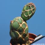 Opuntia zebrina f. reticulata (cv. COBRA)