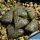 Haworthia magnifica v. splendens standard form west of Albertina