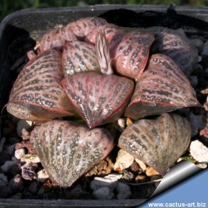 Haworthia magnifica v. splendens standard form west of Albertina