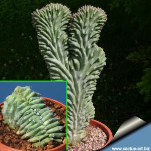 Lophocereus schottii forma cristata