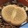 Lithops aucampiae subs. euniceae var. fluminalis C054 TL: Near Hopetown, South Africa