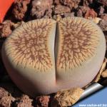 Lithops aucampiae v. euniceae var. fluminalis C054 TL: Near Hopetown, South Africa