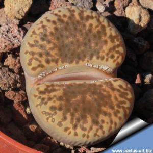 Lithops bromfieldii Welgevonden (MG 1557.6)