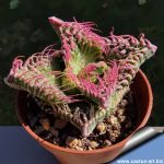 Faucaria tuberculosa cv. SUPER WARTY PINK SELECTION
