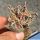 Faucaria tuberculosa cv. SUPER WARTY PINK SELECTION