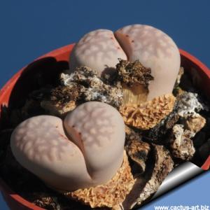 Lithops ,julii, C063, 60 km SE of, Warmbad, Namibia,