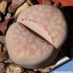 Lithops julii PV139 2 km North of Keimos