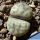 Lithops karasmontana ssp. eberlanzii C149 (syn. erniana witputzensis) TL: 110 km SSE of Aus, Namibia