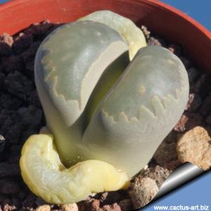 	Lithops otzeniana C350 40 km NNW of Loeriesfontein, South Africa