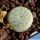 Lithops pseudotruncatella C264 (pallid Form) 60 km SSW of Windhoek, Namibia