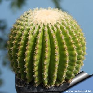 Echinocactus grusonii v. brevispinus (inermis)