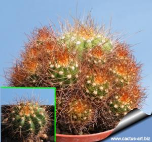 Buiningia purpurea "prolifera"