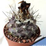 Copiapoa maritima KK1709 Paposo, Chile 50-100m