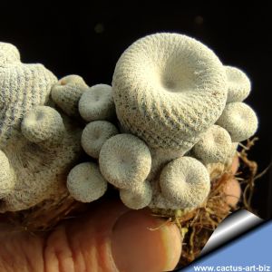 Epithelantha bokei v. elongata, Pozos de Santa