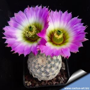 Echinocereus reichenbachii v. albispinus