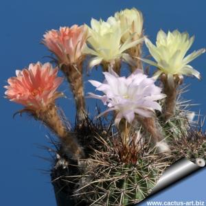 Lobivia aurea v. fallax x hybrid multicolor flowers