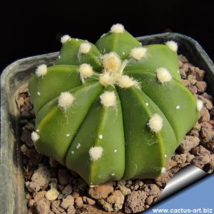 Astrophytum hybrid CAP-AS GREEN (seeds from De Herdt)
