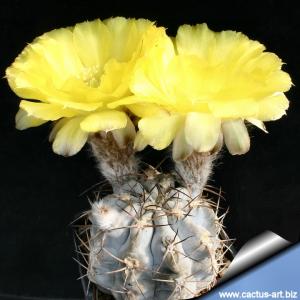 Acanthocalycium glaucum ISF1 Belen/Hualfin, Catamarca, Argentina