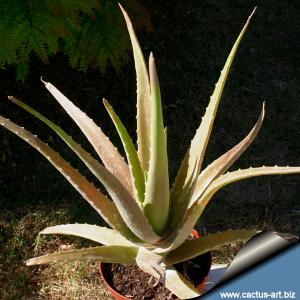 Aloe vera v. sinensis