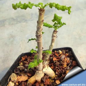 Boswellia sacra (Frankincense-tree)