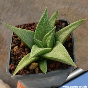 Haworthia cv. JADE STAR