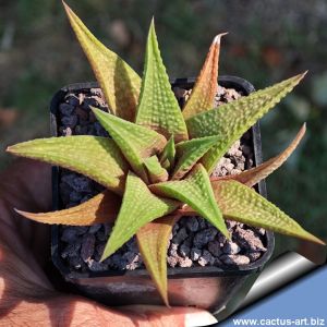 Haworthia cv. JADE STAR