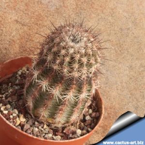 Echinocereus reichenbachii v. perbellus