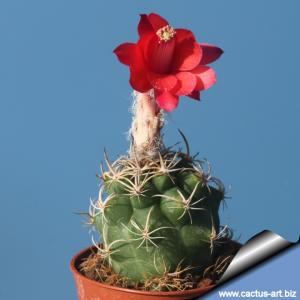 Matucana sp. Rio Maranon
