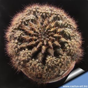 Neoporteria nigrihorrida v. parviflora KK26 Juan Saldado, La Serena, Chile, 500m