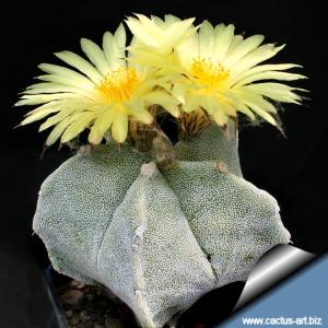 Astrophytum myriostigma mutans