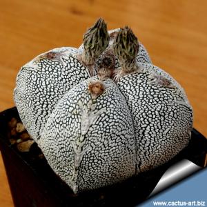 Astrophytum myriostigma cv. ONZUKA quadricostatum (mixed designs)