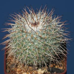 Mammillaria parckinsonii