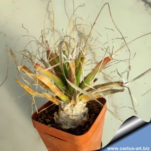 Leuchtenbergia principis 