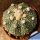 Astrophytum asterias "hybrid" (Mixed patterns)
