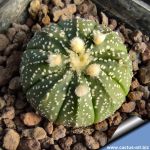 Astrophytum asterias "hybrid" (Mixed patterns)