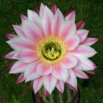 Trichopsis (Trichocereus x Echinopsis hybrid) cv. CHELSEA GIRL
